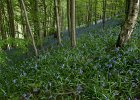 2016-05-17 1920 1948 Bank Wood bluebells